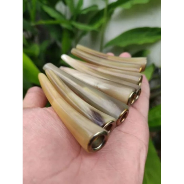 KERAJINAN ONCE TANDUK PANJANG 6-9 cm BISA COD