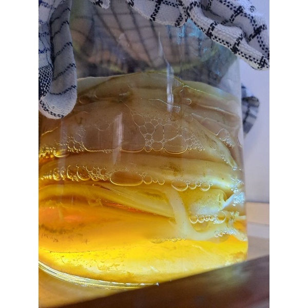 

Scoby kombucha+100ml starter u/ 1ltr kombucha