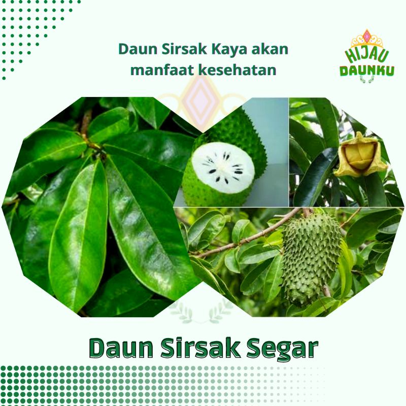 

Daun Sirsak Herbal Segar Hijau Non Kimia 100Lembar Langsung di petik