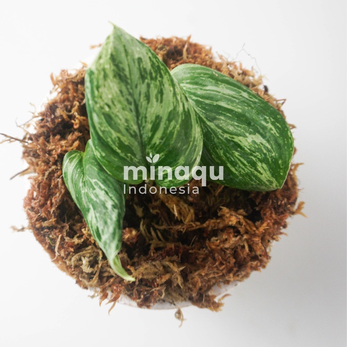 Scindapsus Moonlight Varigated | varigata | Indoor Plant | Tanaman Hias