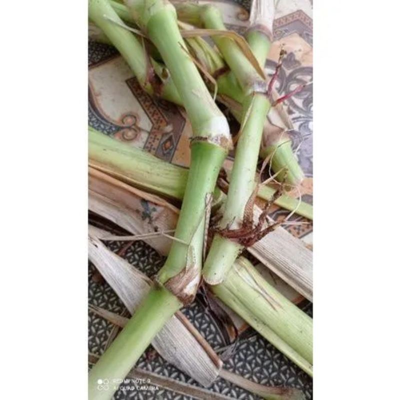 Bibit rumput Guatemala 1kg/bibit rumput Guatemala pakan ternak/bibit rumput Guatemala/1kg