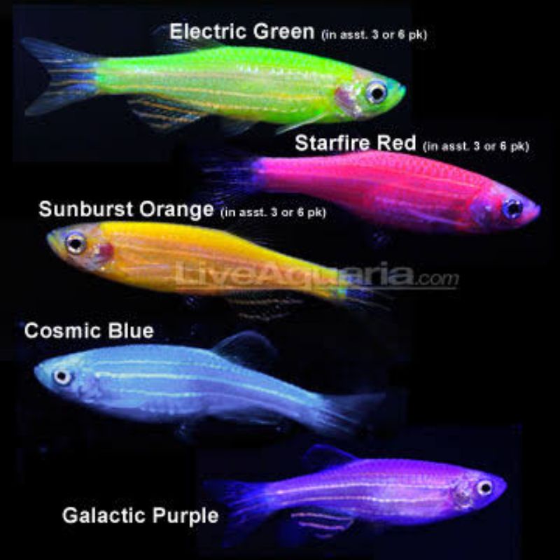 danio yellow glofish