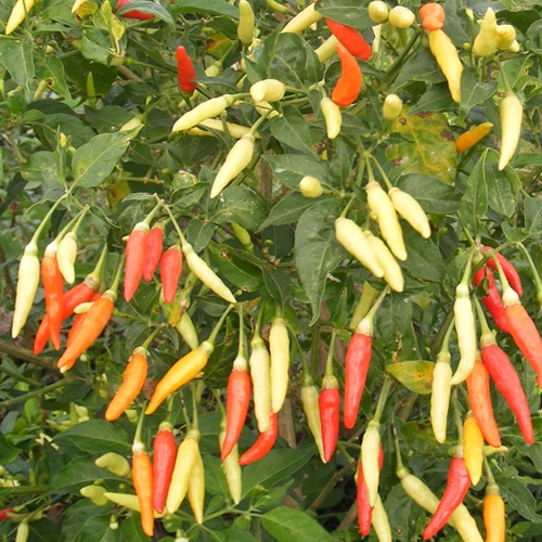 JUMBO Benih Cabe Rawit Putih Merunduk isi 10 Biji /Benih Bibit Unggul Inti -Repacking F1 seeds