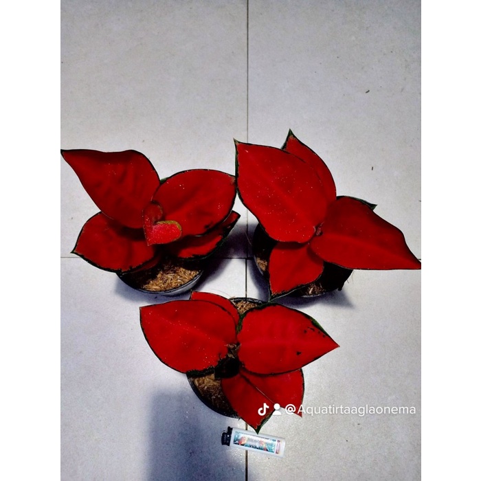 Benih Suksom Jaipong Menor Stang Pendek - Tanaman Hias Aglaonema / Aglonema