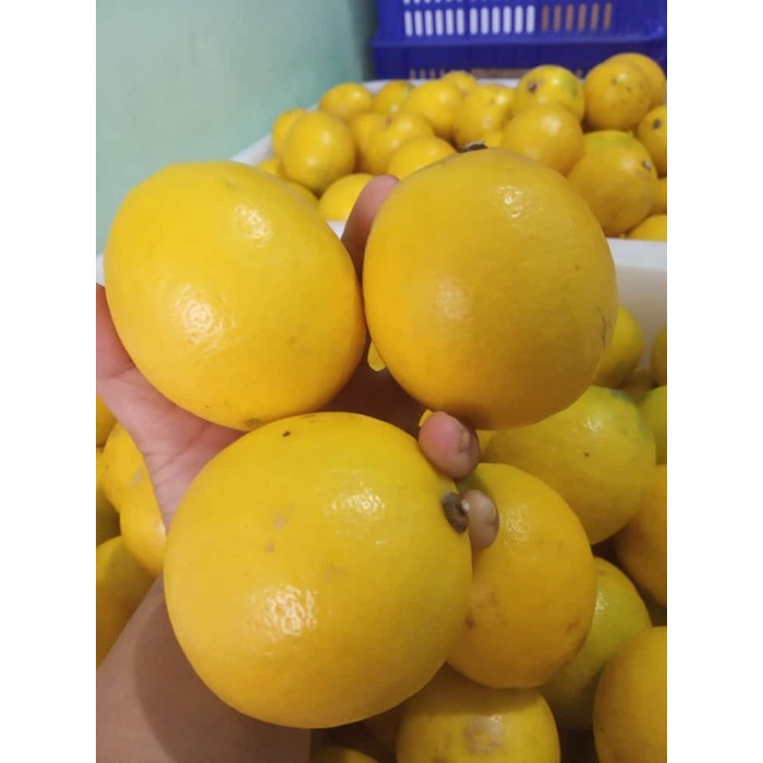 

Jeruk Lemon Lokal Sedang 500gr -05
