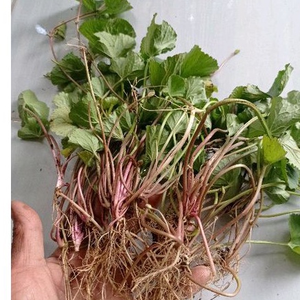 Pegagan merah segar -antanan -per 1000 Gram