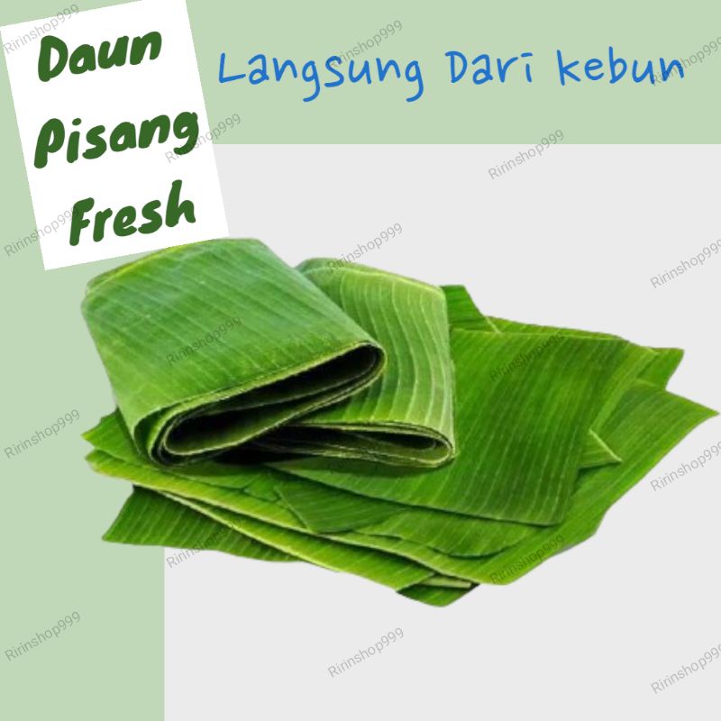 

DAUN PISANG Segar Langsung Dari Kebun