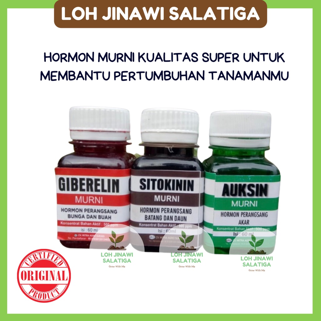 Jual HORMON ZPT AUKSIN GIBERELIN SITOKININ GIBERLIN KUALITAS SUPER 60 ...