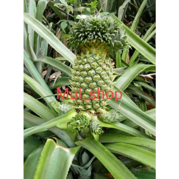 

nanas muda /nanas hijou segeer I PER BUAH langsung di petik