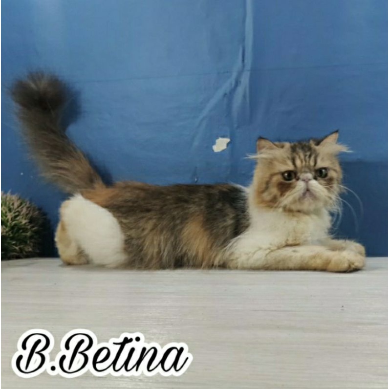 Kucing Peaknose Calico