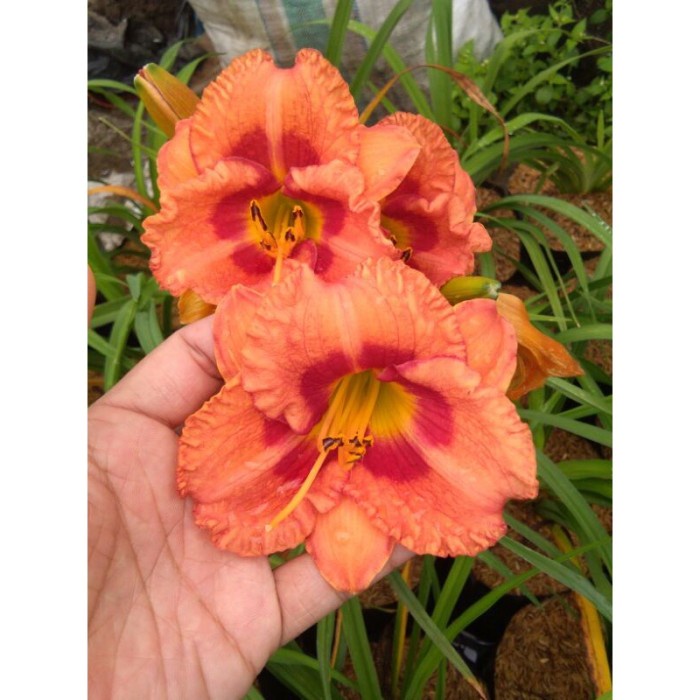 Tanaman Hias Day Lily / Bunga Lely Import - Orange TB