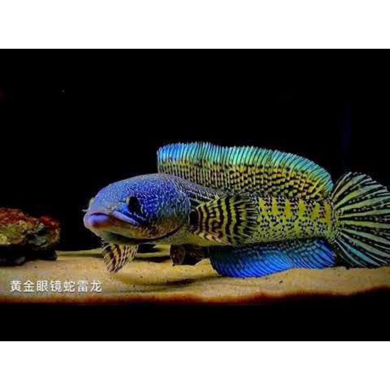 COD AURANTI 4cm promo terbaik