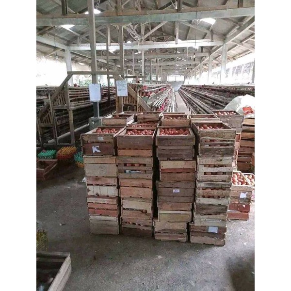 

telur ayam negeri harga perkilo