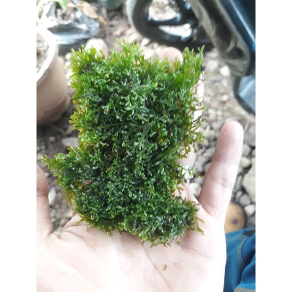 ricardia moss