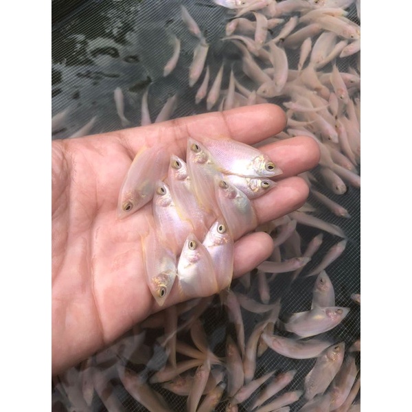 Gurame Padang jempol per 50 ekor