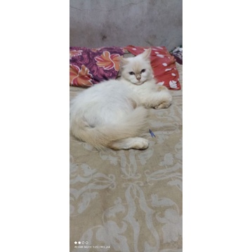 KUCING PERSIA/ANGGORA/HIMALAYA