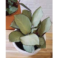 Tanaman hias calathea silver plate