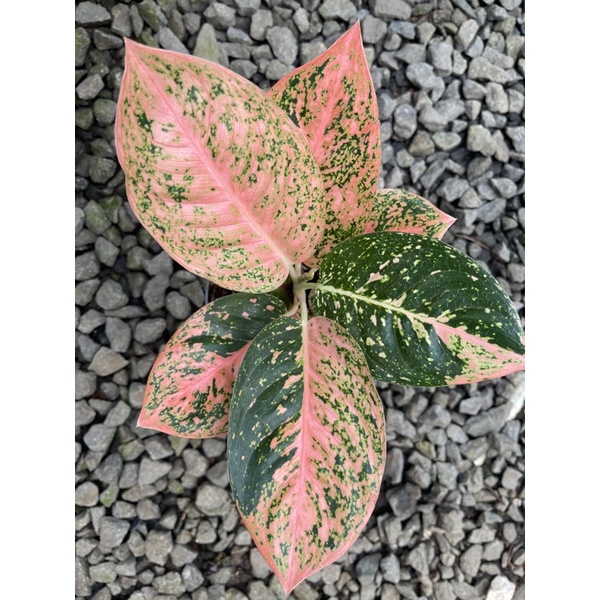 

Aglonema Stardust Orange