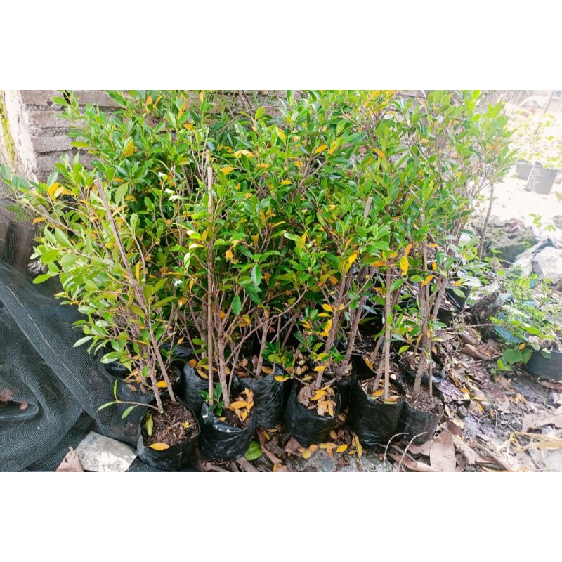 bonsai kimeng bibit akar full