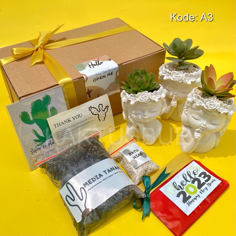 Hampers Sukulen Kaktus concrete 3pcs + Tatakan Pot (Kaktus & Sukulen Tanaman Hias Hidup) (Mini box h