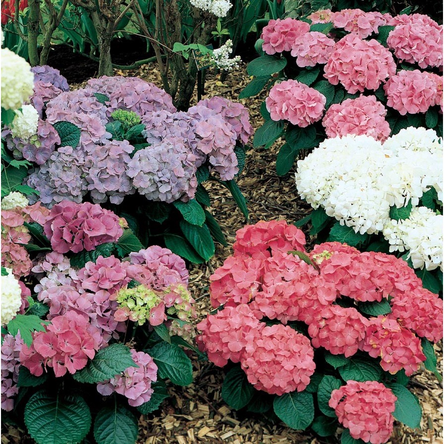 Benih Bibit Biji - Bunga Hydrangea Mix Warna Hortensia Flower Seeds - IMPORT