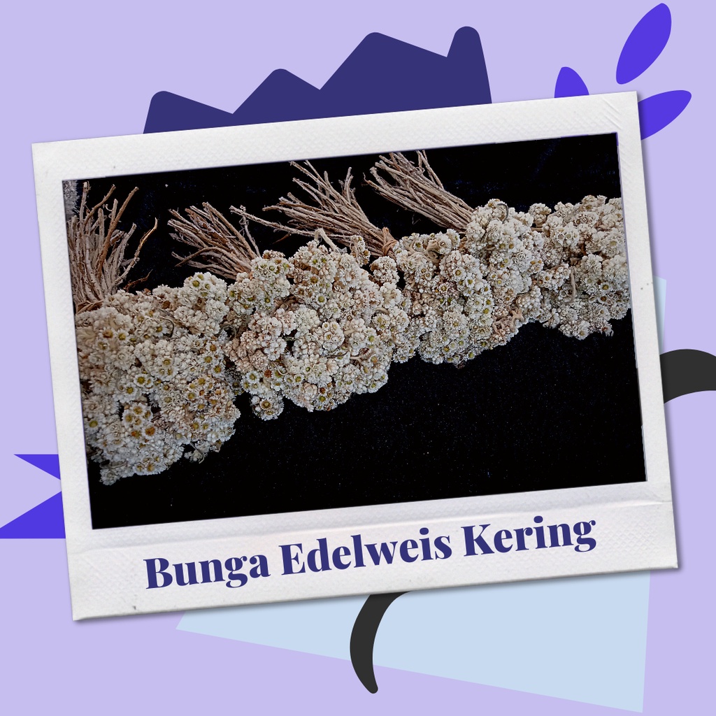 Bunga Kering Edelweis 30Tangkai Asthetic Dried Flower Bahan Hiasan Buket Mini Besar Mahar Pernikahan