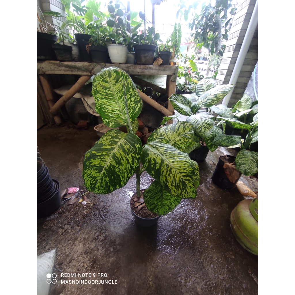 Aglonema Anggun Ayu - Tanaman Indoor Diven Anggun Ayu Indukan