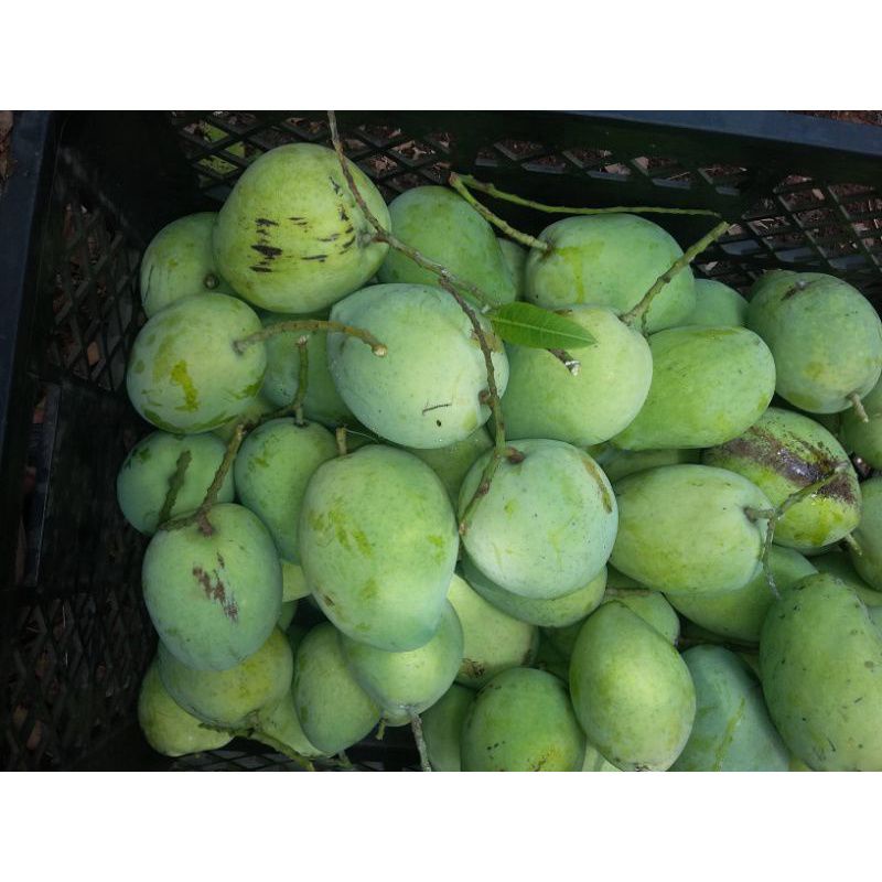 

MANGGA MUDA KAMPUNG 1KG