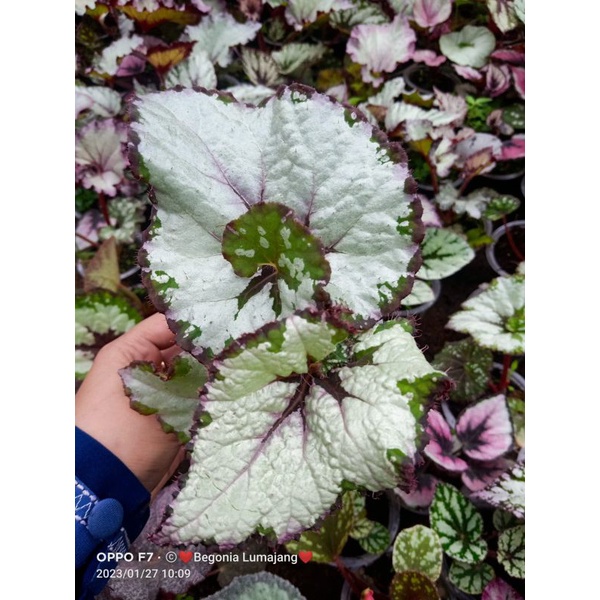 anakan begonia jenis baru hybrid