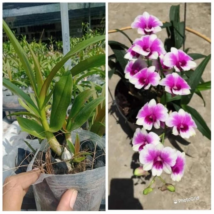 :<:<:<:<] dendrobium mini yaya compactum