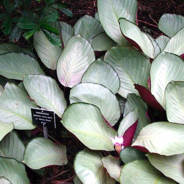 Tanaman hias calathea silver plate