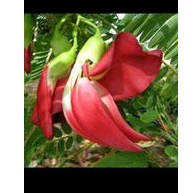 

500gr bunga Turi merah segar fresh petik.