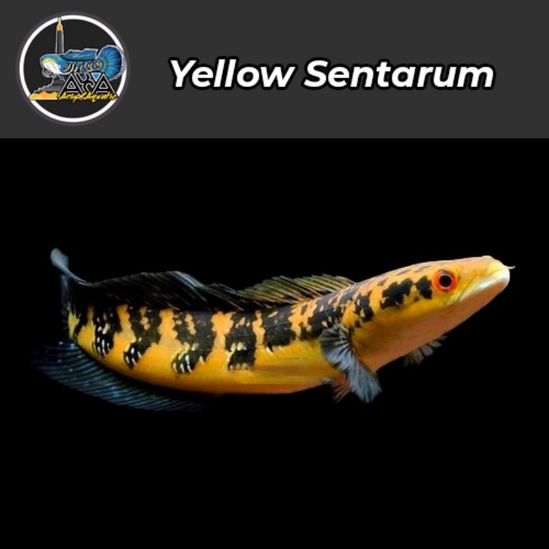 Channa Yellow Sentarum Bahan Progressan