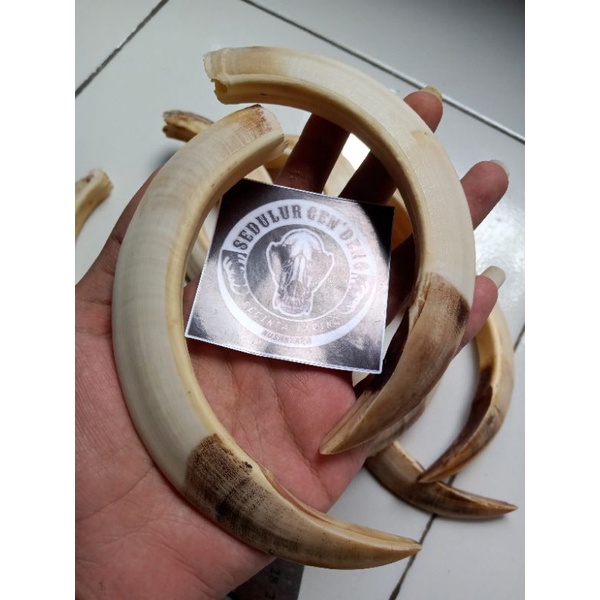 Taring babi asli 14cm Jumbo jaminan original
