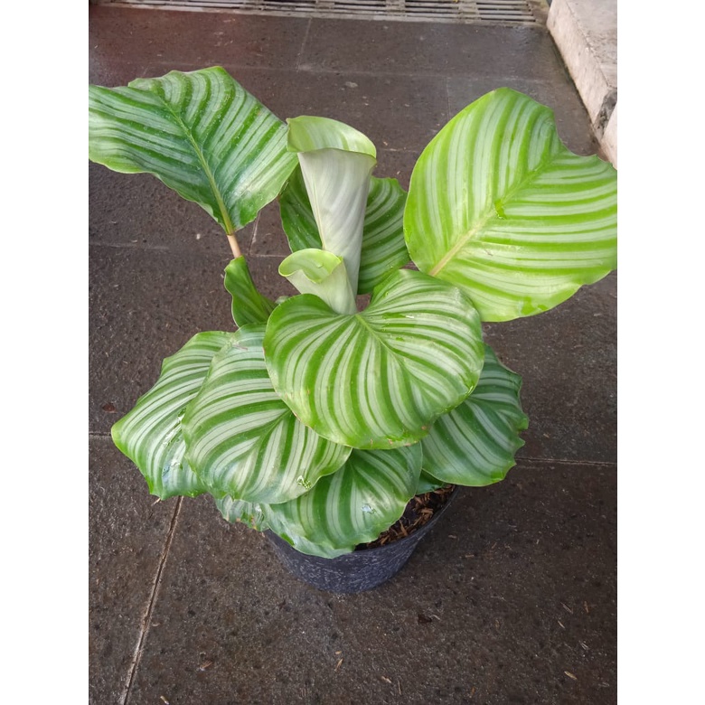 Tanaman Hias Calathea Orbifolia - Bunga Calathea Orbi