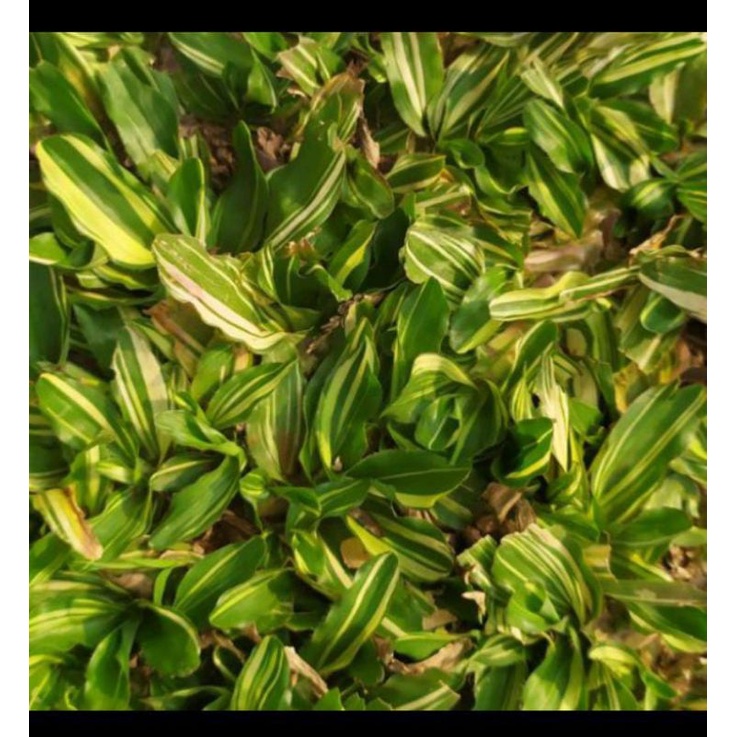 rumput gajah mini varigata