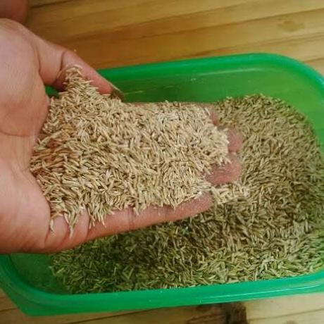 benih biji rumput gajah mini - bibit rumput gajah mini 1kg