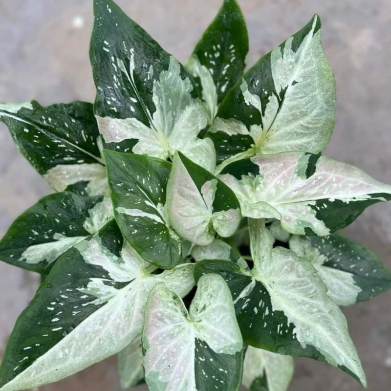 Harga Caladium Hybrid Terbaru Mar 2025 | BigGo Indonesia