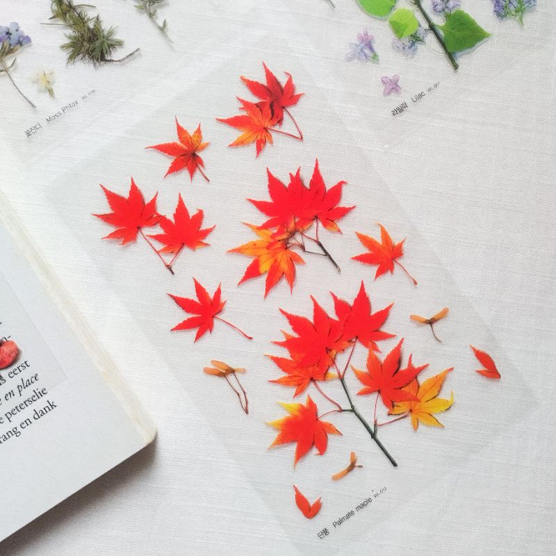 

Stiker PET for Journaling Maple Leaf Pressed Flowers Transparan