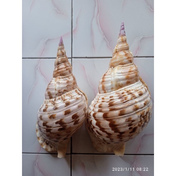 Kerang besar great B  cangkang jumbo ( baca diskripsi)