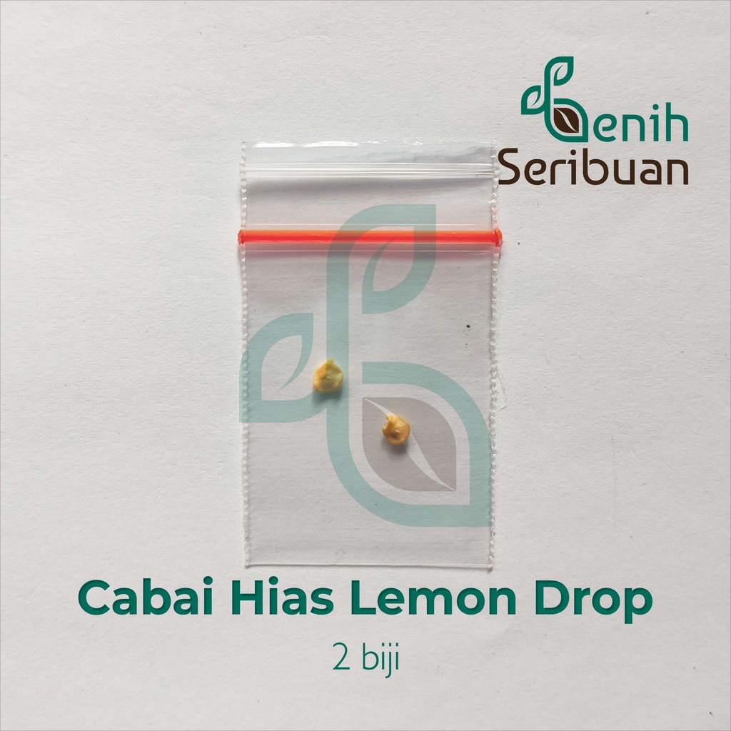 Benih Seribuan - 2 Bibit Cabe Hias Lemon Drop Unggul
