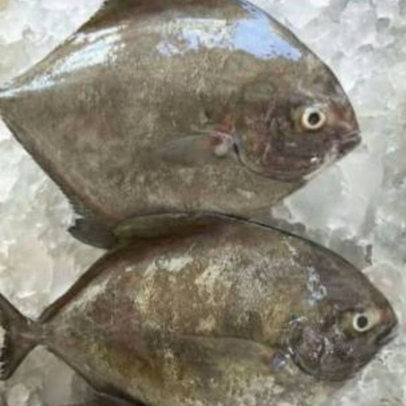 

Ikan Bawal hitam p