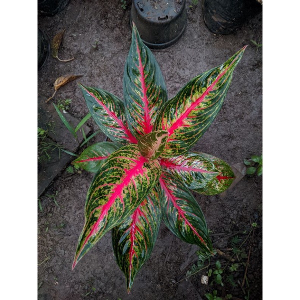 Aglaonema Hot Lady