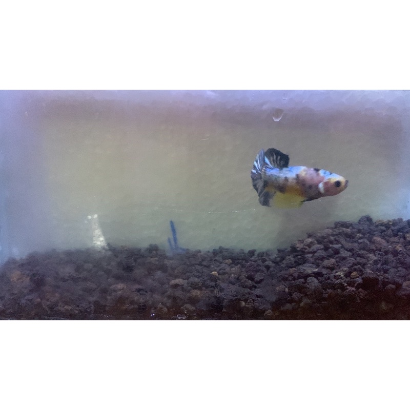 cupang yellow koi copper