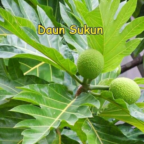 

Daun Sukun Segar 1Kg Untuk Obat Daun Timbul