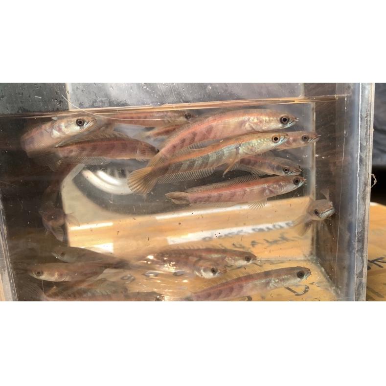 GEK channa red barito 8 cm asli merah Harga