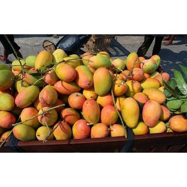 BIBIT TANAMAN BUAH MANGGA PODANG KEDIRI