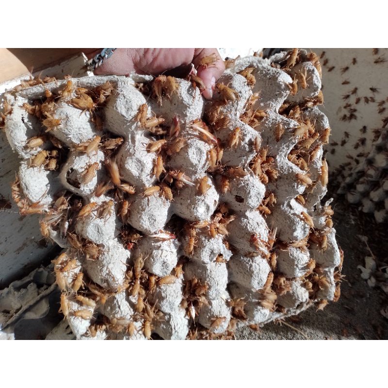 TELUR JANGKRIK MADU KUNYIT 1 KG