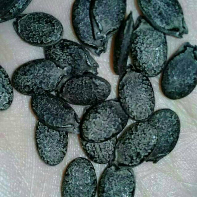 Obat Diabetes Biji Gambas/ Oyong isi 100