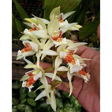 Coelogyne asperata *edisi promosi*
